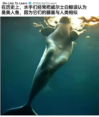 图片上方是Twitter账号“We Like To Learn”的推文截图，内容为“在历史上，水手们经常把威尔士白鲸误认为是美人鱼，因为它们的膝盖与人类相似”。下方是一张水下拍摄的威尔士白鲸照片，白鲸身体呈流线型，从下方视角可见其背部和鳍，整体画面展现了白鲸在水中游动的姿态，配合文字解释了历史上水手误认的原因。