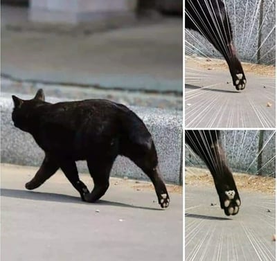 这是一组多图拼接的静态图片，主图展示了一只黑色猫咪在户外水泥路面上行走的场景，右侧分为上下两张放大图，分别近距离呈现了猫咪的后脚脚垫，脚垫上的白色毛发自然形成了类似小熊的可爱图案，同时还添加了放射状的速度线特效，以此来突出这个有趣又萌系的细节，让普通的黑猫脚垫变得极具趣味性和观赏性。
