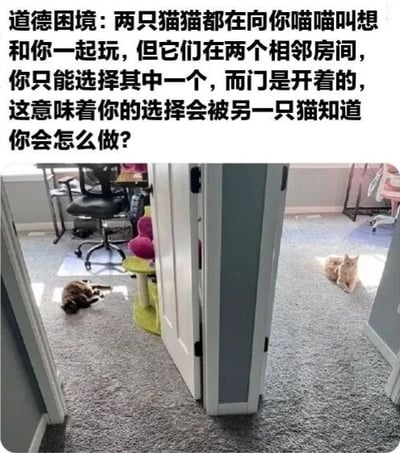图片上方为文字描述的道德困境场景：两只猫猫在相邻房间喵喵叫想一起玩，只能选一只且另一只会知道。下方实拍图中，两个相邻房间的门敞开着，左侧房间地毯上趴着一只狸花猫，右侧房间趴着一只橘猫，均看向镜头方向，营造出可爱又让人纠结的选择场景。