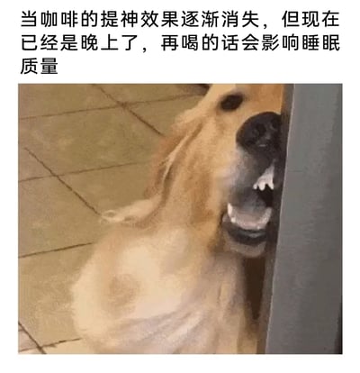 这是一张贴合当代人日常困扰的趣味表情包，上方配有文案“当咖啡的提神效果逐渐消失，但现在已经是晚上了，再喝的话会影响睡眠质量”，下方是一只金毛犬将头部卡在类似门框的物体缝隙中，嘴巴大张露出牙齿，表情痛苦纠结，生动地具象化了人们在夜晚咖啡提神效果褪去后，既想靠咖啡维持精神又担忧影响睡眠的两难、纠结心态，精准共情了职场人或熬夜人群的疲惫与矛盾处境，用宠物的搞笑瞬间放大了这种日常情绪。