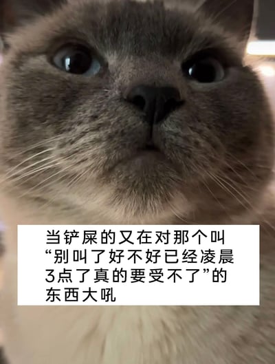 这是一张结合养猫真实经历创作的趣味表情包，图中是一只凑近镜头、眼神无辜懵懂的猫咪，下方配文玩了一个巧妙的文字梗：描述铲屎官在凌晨3点对着“别叫了好不好已经凌晨3点了真的要受不了”的东西大吼，而这个“东西”正是吵闹的猫咪本身，铲屎官的怒吼内容就是在抱怨被猫打扰的崩溃情绪，用猫咪的视角呈现这一场景，精准戳中养猫人被猫咪夜间吵闹折磨的无奈与好笑，充满真实的共鸣感，十分贴合宠物主人的日常吐槽。
