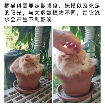 图片为左右对比图，左侧展示一只橘猫坐在花盆中，神态警觉；右侧为同一橘猫，一只手正在抚摸它的头部，猫咪表情享受。上方配有文字，幽默地将橘猫称为'橘猫科'，类比植物养护知识，指出其需要喂食、抚摸和阳光，而非浇水，通过拟人化手法制造笑点，展现橘猫的可爱与主人的温馨互动。