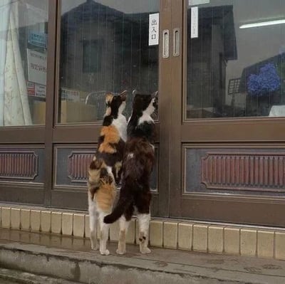 两只猫咪（一只三花猫和一只黑白猫）在雨天场景下，后腿直立站立在商店的玻璃门前，前爪扒在门上，好奇地向内张望店内景象。门上贴有“出口”字样的标识，地面因下雨而湿润，背景中可见店内模糊的陈设。画面生动展现了猫咪的好奇心与可爱姿态，整体氛围温馨治愈。