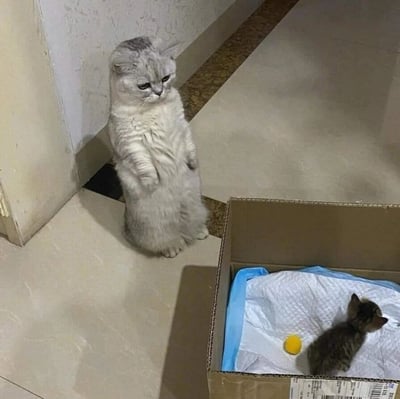 一只灰白相间的猫咪正用后腿直立站在墙角，表情严肃地注视着前方。它面前放着一个打开的纸箱，里面有一只小奶猫和一个黄色的球。整个场景发生在室内走廊，地面是浅色瓷砖，墙角有白色的墙壁。猫咪直立站立的姿势显得十分滑稽可爱，与纸箱里的小奶猫形成有趣对比。