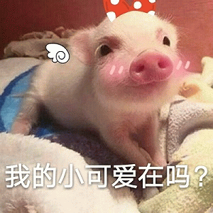戴着蝴蝶结的小猪寻找小可爱
