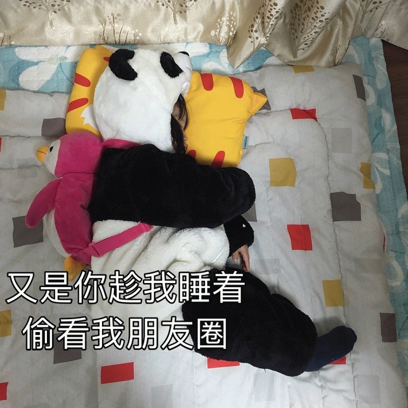 权律二熊猫装睡觉偷看朋友圈