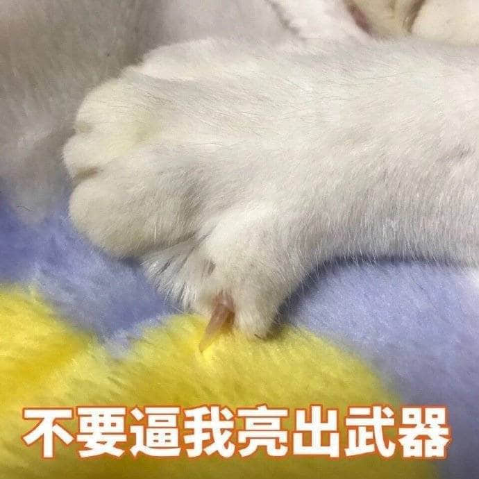 猫咪亮出爪子威胁表情包：不要逼我亮出武器
