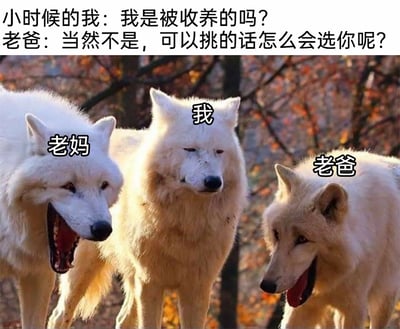 这是一张充满趣味的家庭类搞笑梗图，采用文字加注图的形式呈现。图片上方配有对话文字，内容为小时候的“我”向老爸询问自己是否是被收养的，老爸则给出扎心的调侃回答；图片下方是三只狼的真实照片，分别被标注为“老妈”“我”“老爸”，其中老妈和老爸的狼张嘴大笑，表情戏谑，完美契合调侃“我”的状态，而中间标注为“我”的狼表情无奈、生无可恋，精准呼应了被老爸扎心后的心情，通过动物表情与人类对话的结合，放大了亲子间互怼日常的搞笑反差，极具趣味性。