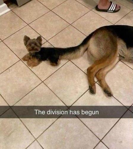 德国牧羊犬