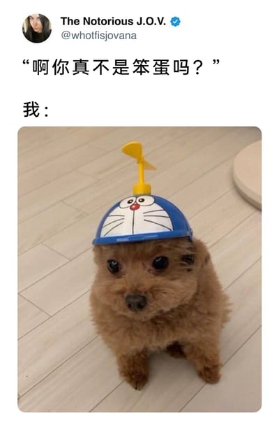 这是一张来自X（原Twitter）平台的原创图文表情包，上方是用户发布的文字“啊你真不是笨蛋吗？”，下方用一张戴着哆啦A梦主题竹蜻蜓头盔的棕色小狗照片来回应。小狗趴在浅色地板上，眼神懵懂、一脸茫然，完美诠释了当自己被质疑智商时，大脑空白、不知所措的懵圈状态，用可爱的宠物形象来抒发自嘲、无奈的情绪，风格搞笑又治愈，很容易引发共鸣。
