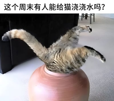 图片上方配有文字“这个周末有人能给猫浇浇水吗？”，下方是一只猫咪的实拍图：猫咪的头部完全卡进一个粉色的陶瓷花瓶中，身体倒挂，四肢和尾巴在空中胡乱挥舞，显得十分滑稽。图中运用了双关：将猫咪比作需要浇水的植物，以“给猫浇水”的不合理请求制造幽默效果，实际上是主人在求助周末帮忙照顾猫咪。