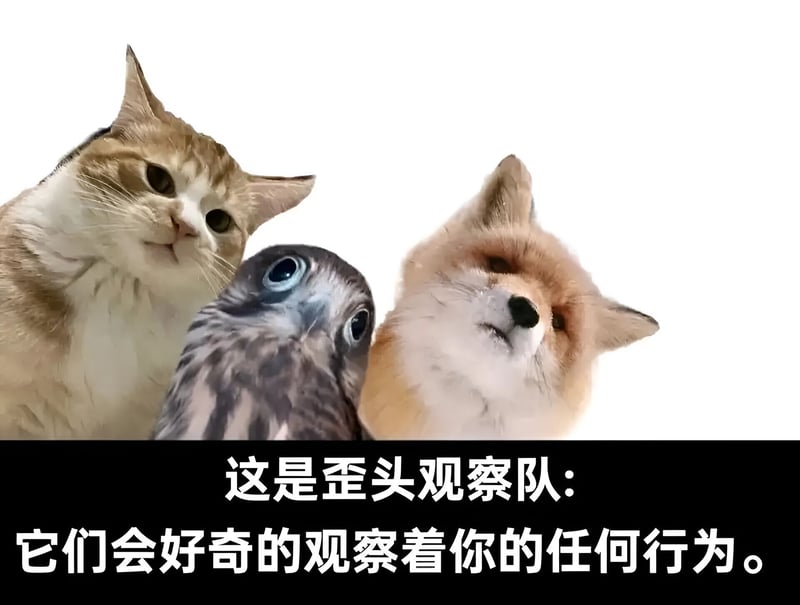 狐狸