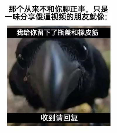 这张梗图通过幽默的比喻，将只分享无意义视频而不聊正事的朋友比作留下瓶盖和橡皮筋的乌鸦。图片上方文字写道："那个从来不和你聊正事，只是一味分享傻逼视频的朋友就像："，中间是一张乌鸦的特写照片，配有文字"我给你留下了瓶盖和橡皮筋"，底部文字为"收到请回复"。这种比喻生动形象地表达了人们对这类朋友又爱又无奈的感觉，乌鸦严肃的表情与它留下的琐碎物品形成有趣对比，增强了喜剧效果。
