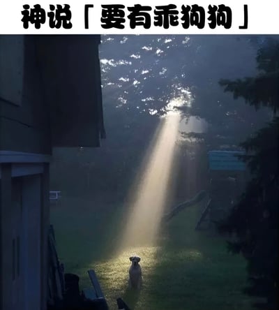 图片上方有黑色醒目文字“神说「要有乖狗狗」”，下方是一张户外庭院场景的照片。画面中，阳光透过树叶的缝隙形成一道明亮的光束，一只狗狗正站立在光束中央，抬头望向光源方向。整体构图温馨治愈，通过改编“神说要有光”的经典表述，将“光”替换为“乖狗狗”，形成幽默反差萌的效果，突出狗狗的可爱与神圣感。