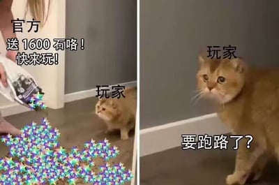 图片分为左右两部分，左边是一只猫猫（被标注为“玩家”）看到地上掉满了彩色“石头”，旁边有人的手倒石。官方配文：“送1600石咯！快来玩！”右边猫独自靠墙，配文“要跑路了？”，表现玩家面对游戏官方突然送福利时的怀疑和警惕。整体用猫搞笑反应讽刺了游戏圈流行的送福利跑路暗示梗。
