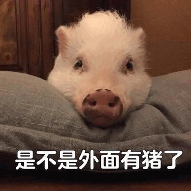 委屈小猪质问：是不是外面有猪了