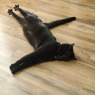 一只纯黑色的猫咪以完全放松的姿势仰卧在浅色木质地板上，四肢舒展呈大字型，尾巴自然伸直，头部偏向一侧，似乎正在熟睡。猫咪的黑色毛发与浅色地板形成鲜明对比，展现出宠物舒适自在的居家状态。