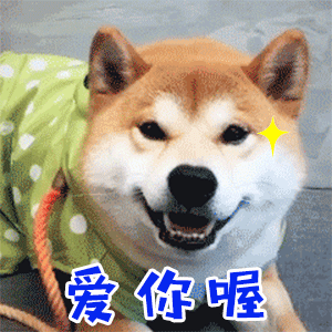 柴犬眨眼比心：爱你喔~