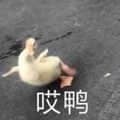 图片中展示了一只小鸭子，可能处于地面上，姿态显得呆萌可爱。图片下方配有文字“哎鸭”，利用“哎鸭”与“哎呀”的谐音制造趣味效果，整体画面轻松诙谐，适合用于表达惊讶、可爱等情绪。