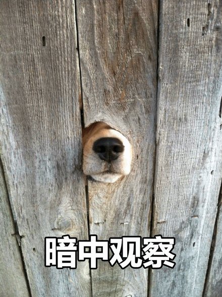 狗狗木门洞暗中观察表情包