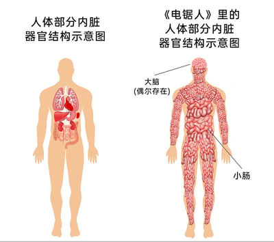 这是一张左右对比的静态梗图，左侧为标准的人体部分内脏器官结构示意图，清晰展示了肺、心脏、肝脏、肾脏、肠道等内脏在人体胸腔、腹腔内的正常位置；右侧则是针对漫画《电锯人》创作的猎奇版人体内脏示意图，将人体的躯干、四肢几乎全部用小肠填充，仅在头部标注了“偶尔存在”的大脑，通过夸张的对比，调侃《电锯人》中常见的荒诞、猎奇的角色身体设定，以搞笑的方式放大作品中怪异的人体结构特点。