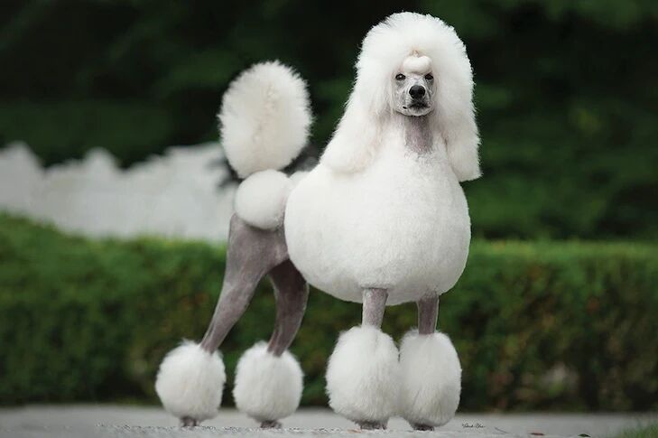 贵宾犬