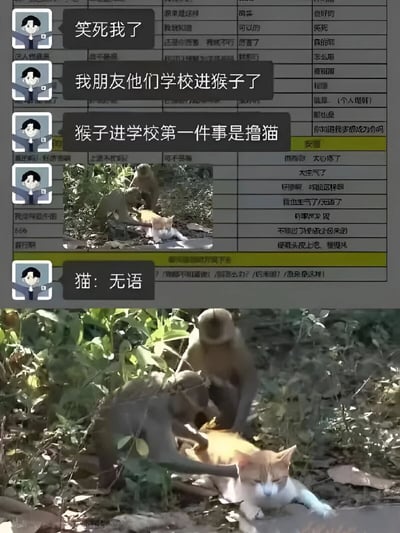 这是一张聊天记录截图，展示了一个有趣的故事：朋友学校里闯进了一只猴子，而这只猴子进学校后的第一件事竟然是撸猫。聊天记录上方是文字对话，下方配有一张照片，显示猴子正在撸一只表情看起来很无奈的猫。整个内容充满了幽默感，尤其是猫的反应被配上了"无语"的文字，令人捧腹。