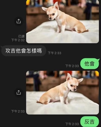 这是一张聊天记录截图，展示了一个关于吉他的谐音梗。上方图片中一只浅色小狗坐在白色表面上，配文"攻吉他會怎樣嗎"（攻击吉他会怎样）。下方回复同样是这只小狗的图片，配文"他會 反吉"（它会反击吉他）。

这张梗图使用了谐音双关，将"反攻"（反击）拆分为"反吉"，与"吉他"形成趣味联系。