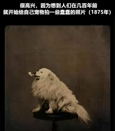 图片上方为黑色背景白色文字：“很高兴，因为想到人们在几百年前就开始给自己宠物拍一些蠢蠢的照片（1875年）”。下方是一张复古棕褐色调的老照片，画面中一只白色长毛犬（疑似萨摩耶）坐在黑色小圆桌上，身体微微前倾，抬头叼着一个白色小物件（可能是纸片或小玩具），背景为单一的深色纹理墙面，照片边缘有轻微的老化痕迹，整体呈现出19世纪摄影的质感。文字与老照片结合，展现了跨越百年的人类记录宠物可爱瞬间的共同爱好，充满温馨与幽默感。