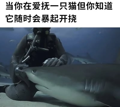 图片上方有文字'当你在爱抚一只猫但你知道它随时会暴起开挠'，下方是一张潜水员在水下温柔抚摸鲨鱼的照片。通过将抚摸看似温顺却可能随时攻击的猫与抚摸危险的鲨鱼进行类比，制造出幽默效果，调侃猫咪行为的不可预测性。