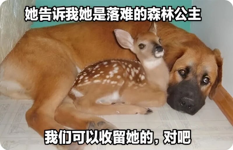 小鹿