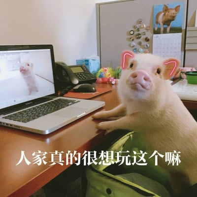 办公桌上，一只小香猪趴在桌沿，前爪搭在桌面上，耳朵被P上了粉色发光特效，正抬头用渴望的眼神注视着前方。桌上的笔记本电脑屏幕里显示着另一只小猪的画面，似乎在玩耍。图片底部配有文字“人家真的很想玩这个嘛”，将小猪拟人化，表现出它对屏幕里同伴活动的向往，整体氛围可爱又有趣。