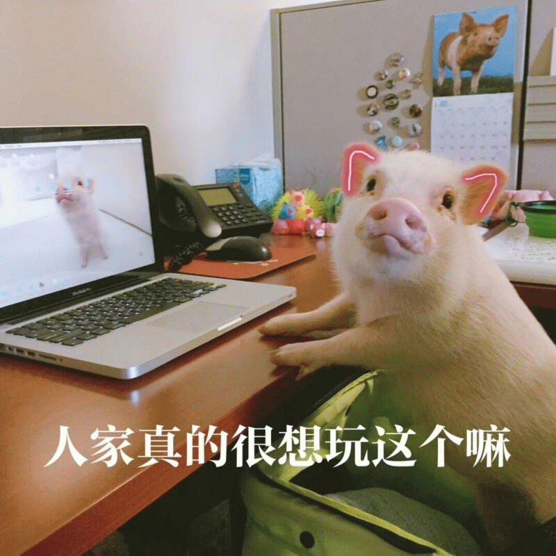 小香猪盯着电脑里的同伴一脸渴望