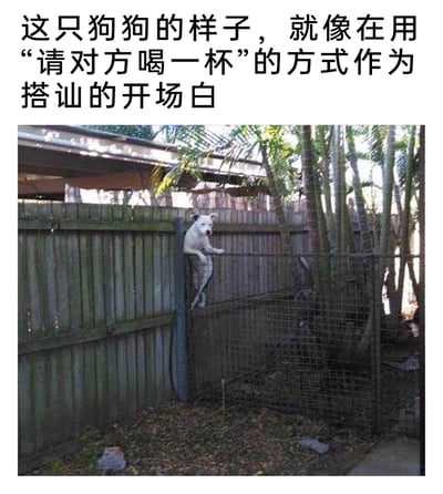 这是一张带有趣味文案的宠物实拍照片，画面展示了一处户外围栏场景，一只白色狗狗将两只前爪搭在围栏的铁丝上，身体挂在木围栏与铁丝网的交界处，头部探出围栏，这个姿势神似人类举杯的动作。图片上方配有中文文案：“这只狗狗的样子，就像在用‘请对方喝一杯’的方式作为搭讪的开场白”，以拟人化的幽默视角，将狗狗的姿势与人类社交中用举杯开启搭讪的场景关联起来，营造出滑稽、有趣的氛围，让人忍俊不禁。