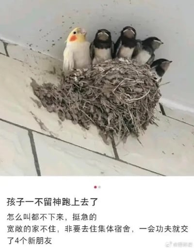 这是一张图文混排的趣味萌宠梗图，上半部分为实拍场景：居民楼墙面角落的燕子窝里挤着四只毛色黑灰的小燕子，还有一只黄脸带橙红脸颊的牡丹鹦鹉混在燕群当中，和燕子的外形差异十分显眼。下半部分以鹦鹉主人的口吻配文调侃，称自家的鹦鹉不小心跑到了燕子窝里，怎么叫唤都不肯下来，放着宽敞的家养环境不住非要住“集体宿舍”，才一会儿功夫就交了四个新朋友，画面和配文的反差感很强，充满搞笑趣味。