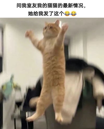 图片上方有文字说明："问我室友我的猫猫的最新情况，她给我发了这个😂😂"。下方是一只橘猫直立站在房间里，前爪抬起，身体悬空，表情严肃，看起来像是在跳跃或试图够取某物。图片通过猫咪滑稽的站立姿势和文字描述形成幽默效果，展现了室友分享猫咪有趣瞬间的场景。