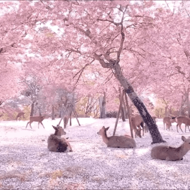 这是一段动态GIF，画面展现了春日樱花林的治愈场景：粉色的樱花树开满枝头，地面铺满了樱花瓣，数只小鹿或惬意地卧在地上休憩，或慢悠悠地在林间漫步移动，整个画面充满了春日的静谧与温柔，仿佛置身于小鹿与樱花共生的美好自然环境中。