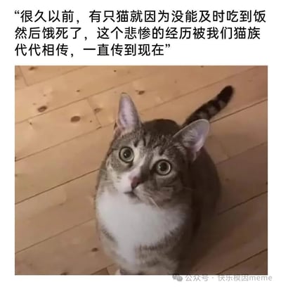 一张幽默的猫咪梗图，上方配有文字："很久以前，有只猫就因为没能及时吃到饭然后饿死了，这个悲惨的经历被我们猫族代代相传，一直传到现在"。图片主体是一只灰白相间的虎斑猫，正睁大圆圆的眼睛抬头仰视，表情看起来既期待又带着一丝紧张，仿佛在讲述这个"悲惨传说"来催促主人喂食。猫咪站在浅色木地板上，整体画面温馨又搞笑。