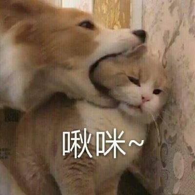 这是一张文字加注的静态宠物表情包，画面中一只棕白相间的柯基犬将嘴巴罩在一只橘白猫咪的脖子上，猫咪被挤在墙边，眼神耷拉，表情委屈又无奈，看起来十分不情愿。图片底部配有可爱的拟声文字“啾咪~”，用软萌的文字和猫咪被迫的状态形成强烈反差，制造出诙谐搞笑的效果，适合在日常聊天中用来表达调侃、撒娇或是带有小无奈的情绪。