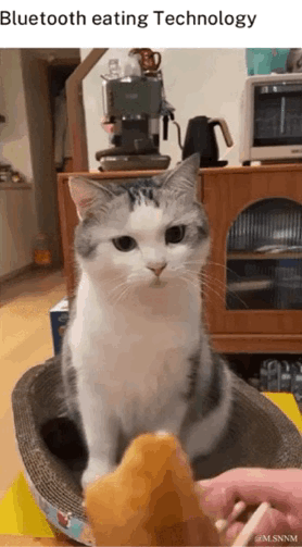 这是一段趣味动态GIF，画面中一只灰白相间的猫咪安静坐在猫抓板窝里，面前有一只手用筷子举着一块食物，猫咪正专注地盯着食物。上方配文「Bluetooth eating Technology」玩起谐音梗——将英文「Bluetooth（蓝牙）」谐音为中文的「不吐」，调侃猫咪仿佛在使用「蓝牙技术」隔空进食，不用接触食物就能完成“进食”动作，制造出诙谐搞笑的趣味效果，实际是食物在猫咪面前移动，猫咪仅盯着食物看，反差感拉满。
**谐音梗说明**：「Bluetooth eating Technology」是中英文结合的谐音玩法，用「蓝牙」的英文发音谐音「不吐」，营造出猫咪“隔空不吐进食”的搞笑设定。