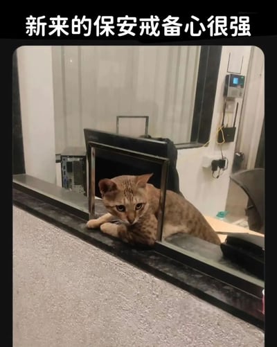 一只虎斑猫趴在类似保安亭的窗口，前爪搭在窗台上，眼神警惕地注视着前方，仿佛一位尽职尽责的保安。图片上方配有文字“新来的保安戒备心很强”，通过猫咪的姿态和表情与“保安”身份形成幽默对比。