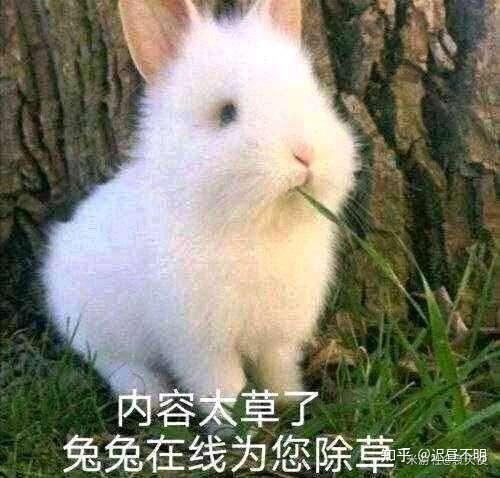 白色兔子