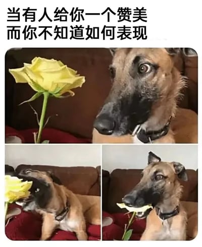 这是一张三格拼接的动物表情包，展示了一只狗与黄色玫瑰花互动的过程。上方文字为'当有人给你一个赞美而你不知道如何表现'，用狗面对玫瑰花时从惊讶、笨拙尝试到最终成功叼住花的表情和动作变化，幽默地表现了人们收到赞美时的尴尬与最终接受的过程。
