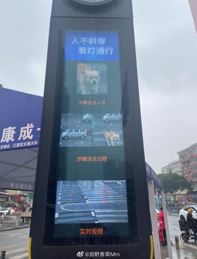 这是一张阴天拍摄的城市街头实拍图，画面主体是路口的行人交通违法曝光电子屏，该屏的人脸识别系统出现失误：将一只横穿斑马线的黄狗识别为涉嫌违法的行人，依次展示了狗的面部照片标注“涉嫌违法人员”、狗过马路的多张抓拍图标注“涉嫌违法过程”，屏幕下方还有斑马线的实时监控画面，屏幕顶部有“人不斜穿 看灯通行”的交通提示。画面背景能看到路口的蓝色帐篷、过往的行人和电动车、沿街居民楼，整体是智能交通监测系统出错引发的趣味场景。
