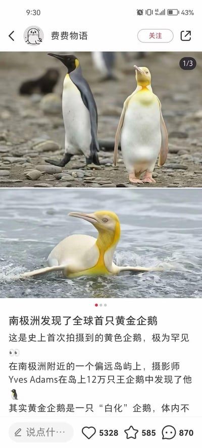 这是一条社交媒体发布的科普内容，包含两张实拍图：上图是一只全身黄白配色的黄金王企鹅与一只正常黑白配色的王企鹅一同站在布满碎石的南极岸边，下图是这只黄金王企鹅在海水中游动的画面。配文说明这是史上首次拍摄到的黄色企鹅，极为罕见，由摄影师Yves Adams在南极洲附近偏远岛屿的12万只王企鹅中发现，这只黄金企鹅是白化企鹅，因体内色素异常呈现特殊外观。内容无谐音梗或双关暗示。