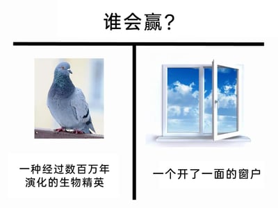 这是一张左右分栏的趣味对比梗图，顶部用醒目的大字提出问题“谁会赢？”，制造悬念。左侧展示了一只灰黑色的鸽子，它站在平面上，下方配文“一种经过数百万年演化的生物精英”，强调鸽子作为历经漫长演化的生物，本应具备优秀的生存能力；右侧展示了一扇仅打开一面的白色窗户，下方配文“一个开了一面的窗户”，突出其简单普通的属性。这张图利用现实中常见的反差现象制造幽默：明明有打开的窗户可以自由进出，鸽子却常常找不到这个通道，甚至会撞到关闭的玻璃，调侃这种“生物精英”在简单的窗户面前犯难的迷惑行为，也可以引申为调侃那些看似能力出众，却在简单问题上失误的情况。