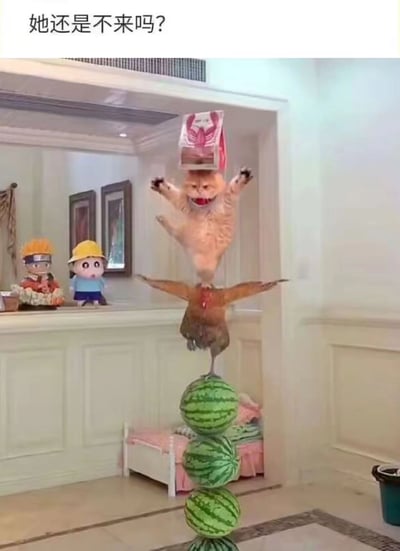 这是一张超现实搞笑图片，展示了一个令人难以置信的平衡场景：一只猫倒立着，头顶一个粉色盒子，前爪张开保持平衡，而它的身体则站在一只展翅的鸡身上。鸡又站在三个堆叠的西瓜上，形成一个不稳定的高塔结构。背景中可以看到两个动漫人物摆件：左边是《火影忍者》的鸣人，右边是《蜡笔小新》的主角。图片顶部有文字“她还是不来吗?”，与下方荒诞的场景形成幽默对比，可能暗示为了等待某人而做出的夸张举动。