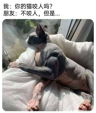 这是一张荒诞搞笑的PS恶搞梗图，上方配有两段对话文字：“我”向朋友询问“你的猫咬人吗？”，朋友回复“不咬人，但是...”，留下悬念。下方的主体图像是一只斯芬克斯无毛猫，它的身体被合成了人类的健壮手臂，猫咪趴在白色的枕头上，侧头看向窗外，神态平静，姿态放松。看似温顺的猫咪和它拥有的充满力量感的人类手臂形成强烈的视觉反差，结合对话的留白，暗示这只猫虽然不咬人，但可能会用强壮的手臂做出其他有威慑力的行为，整体营造出荒诞滑稽的搞笑效果，让人觉得既意外又好笑。