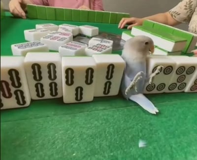 这是一张趣味实拍照片，场景为绿色台面的麻将桌，桌面上散落、摆放着多块麻将，一只浅蓝灰色的小型牡丹鹦鹉被夹在两排竖直摆放的麻将之间，姿态酷似正在凑局打麻将，两只浅色小爪子抬起搭在身前的麻将上，神态呆萌可爱，背景还能看到两位正在参与牌局的人的手臂与他们面前码好的麻将牌，整体氛围诙谐有趣，充满反差萌。