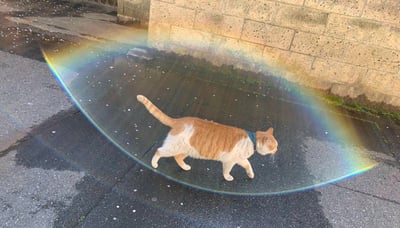 一只戴着深蓝色项圈的橘白相间猫咪，正行走在雨后潮湿的路面上。拍摄时镜头产生的光学眩光形成了一个完整的彩虹色光环，恰好将猫咪笼罩其中，仿佛猫咪自带神圣的专属光环，画面治愈又充满趣味，给普通的宠物日常增添了梦幻感。